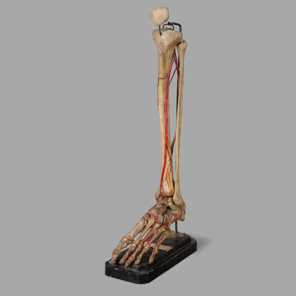 Leg Anatomical Model , Germany 1900