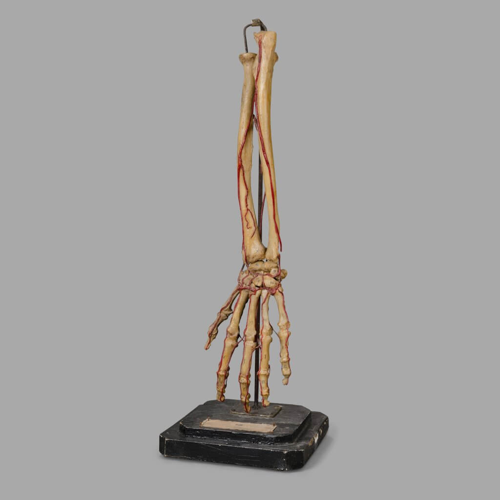Forearm Anatomical Model , Germany 1900