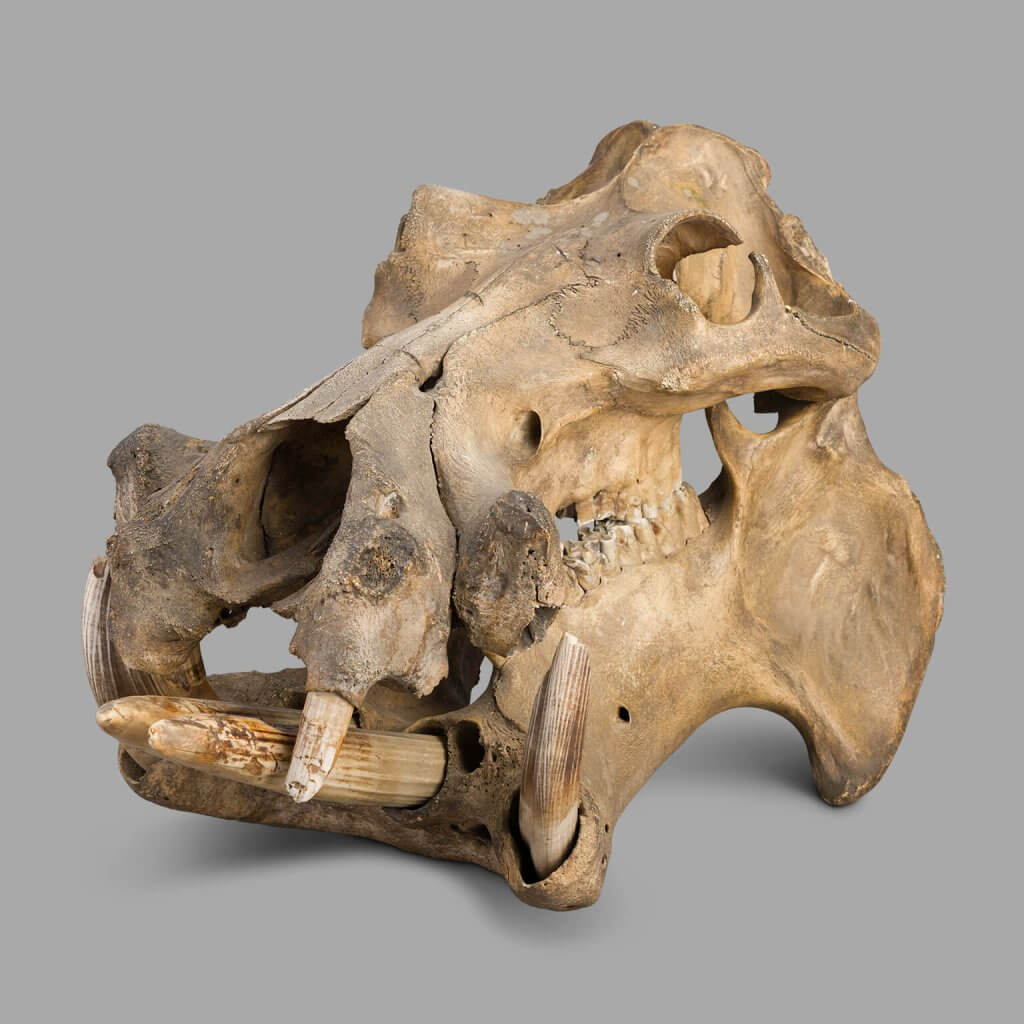 End of the XIXth Century Hippopotamus Skull