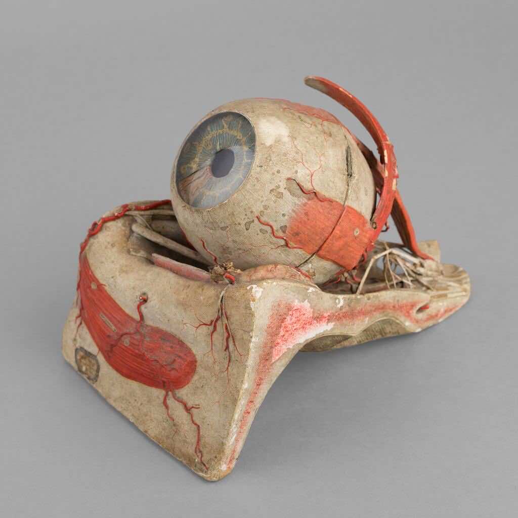 Anatomical Eye Model of  Auzoux, circa 1880