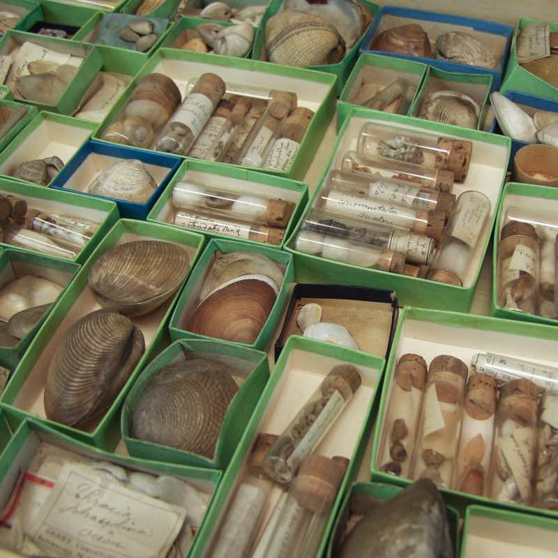 Conchology Collection, beginning of The XXth Century - Image 3