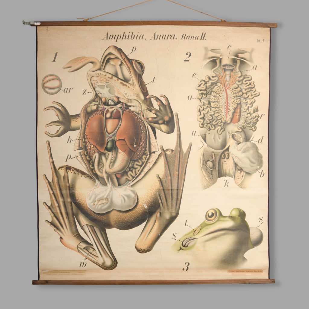Educational Zoology Chart by Dr Paul Pfurtscheller