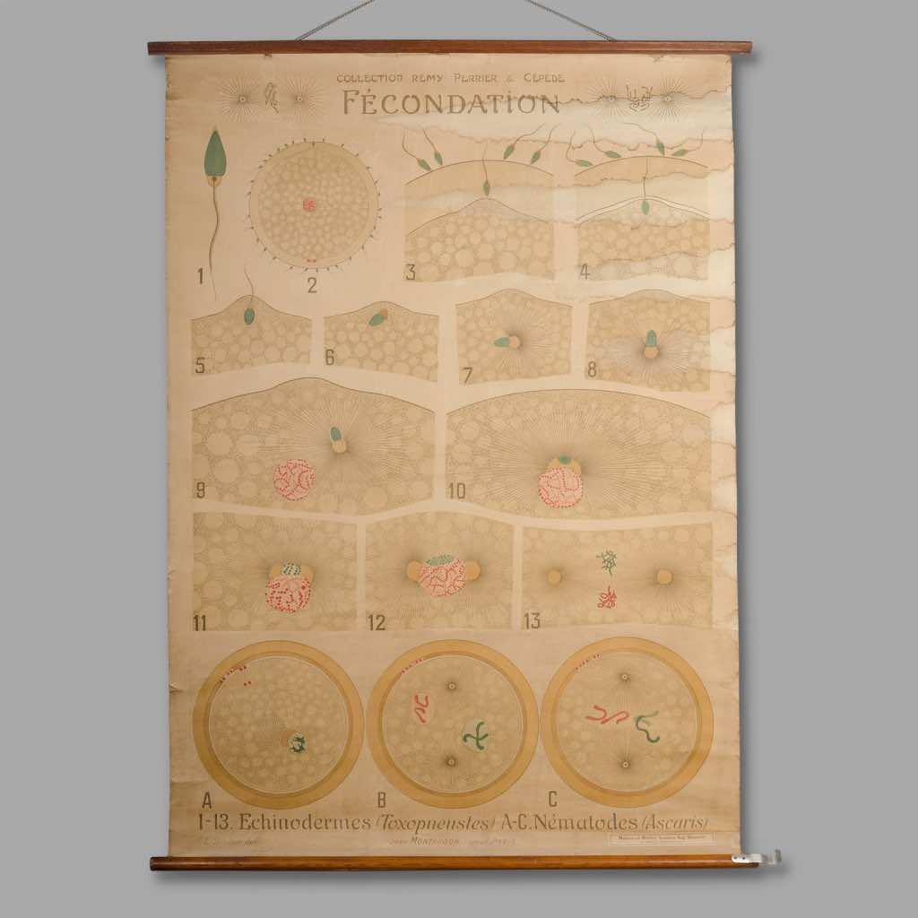Educational Zoology Chart. Remy Perrier & Cépède’s Collection