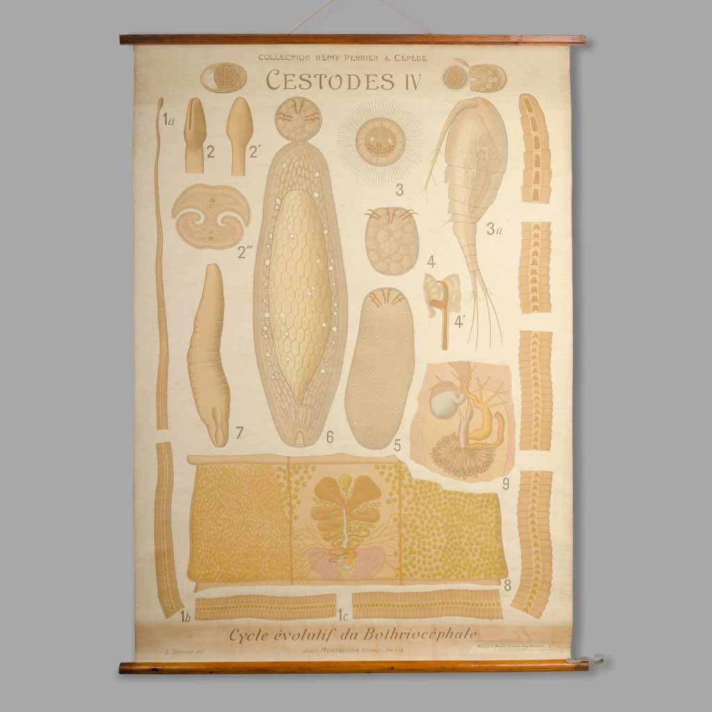 Educational Zoology Chart. Remy Perrier & Cépède’s Collection