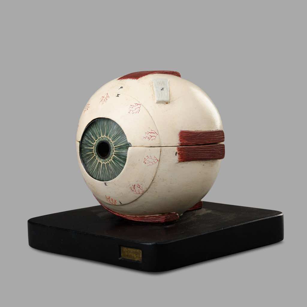 Bock-Steger Lips Eye Model, circa 1880
