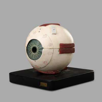 Bock-Steger Lips Eye Model, circa 1880