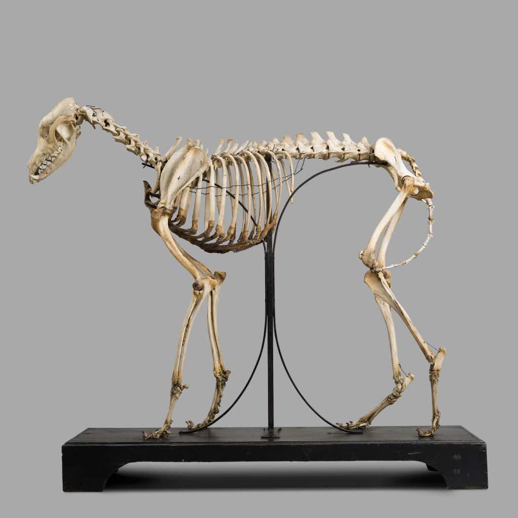 XIXth C. Greyhound Dog Skeleton Museum Montage