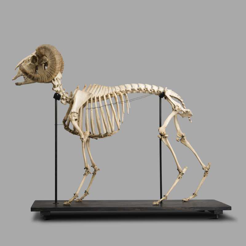 XIXth Century Ram Skeleton, Museum Montage