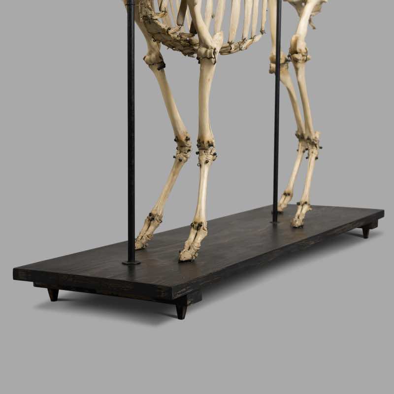 XIXth Century Ram Skeleton, Museum Montage - Image 5