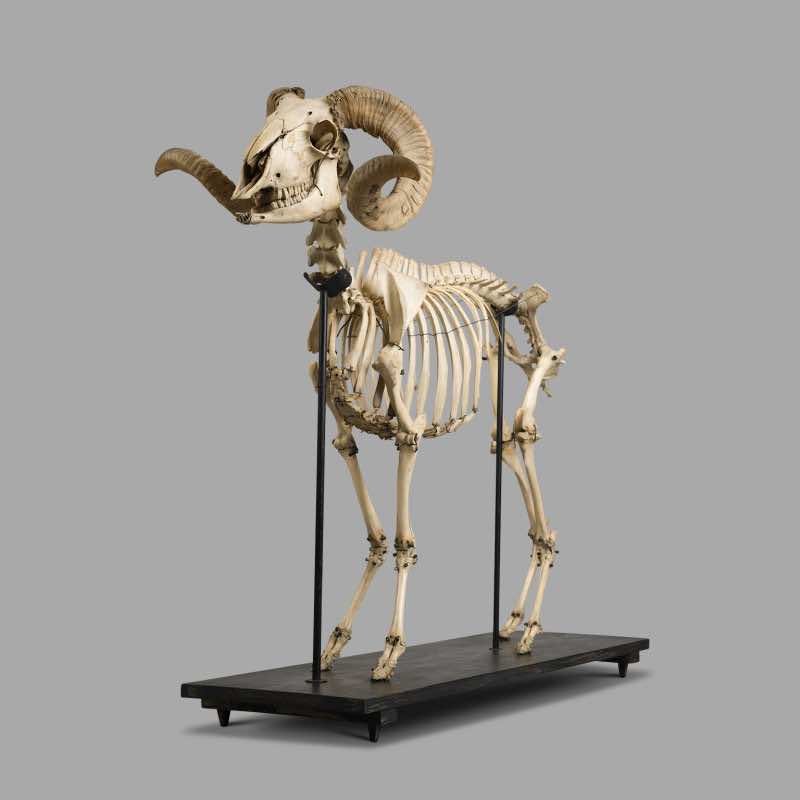 XIXth Century Ram Skeleton, Museum Montage - Image 4