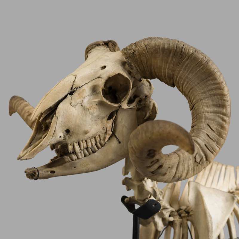 XIXth Century Ram Skeleton, Museum Montage - Image 3