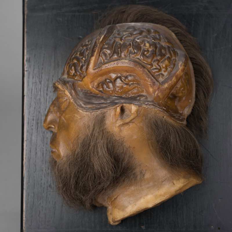 Modèle anatomique en cire, circa 1880 – Image 2