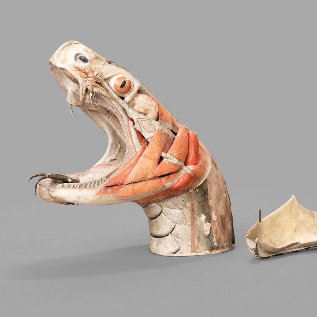 Anatomical Viper’s Head Model by Dr Louis Auzoux