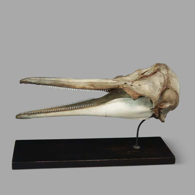 Dolphin Skull, XIXth C. Museum Montage