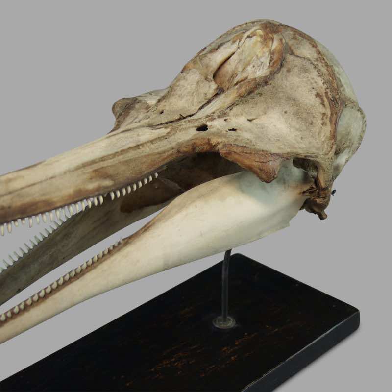 Dolphin Skull, XIXth C. Museum Montage - Image 2