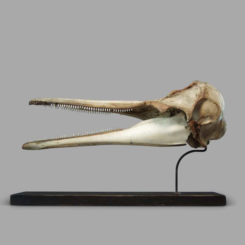 Dolphin Skull, XIXth C. Museum Montage - Image 4