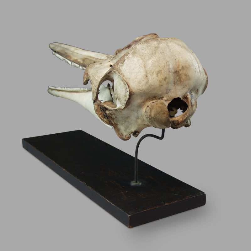 Dolphin Skull, XIXth C. Museum Montage - Image 3