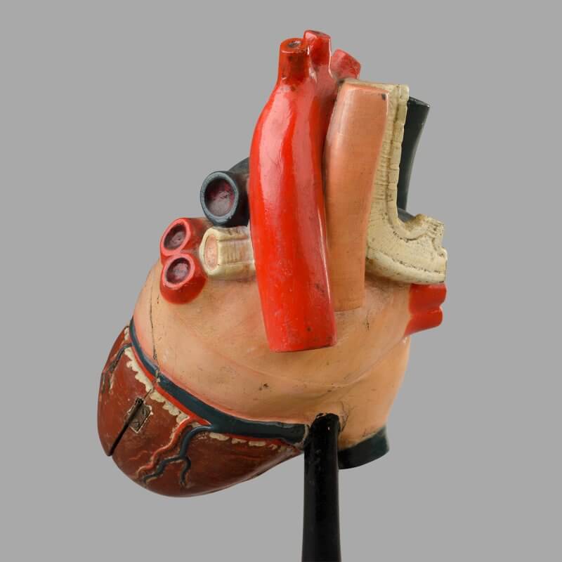 Modèle antominique du coeur humain, c. 1880 – Image 6
