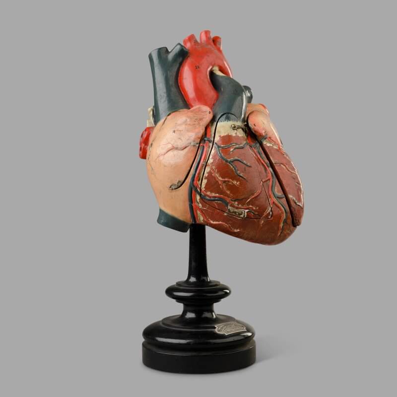Modèle antominique du coeur humain, c. 1880 – Image 5