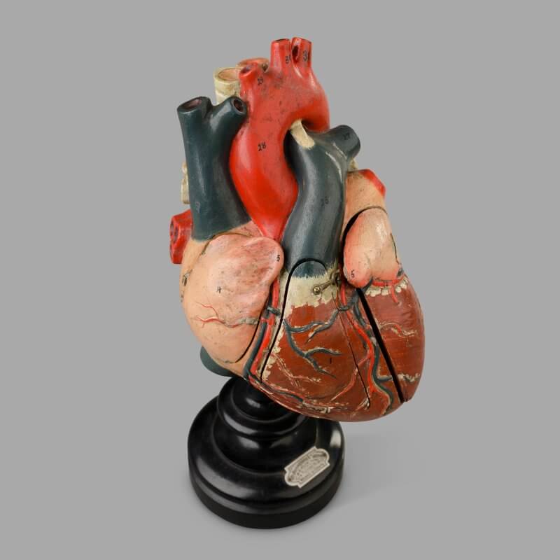 Modèle antominique du coeur humain, c. 1880 – Image 4