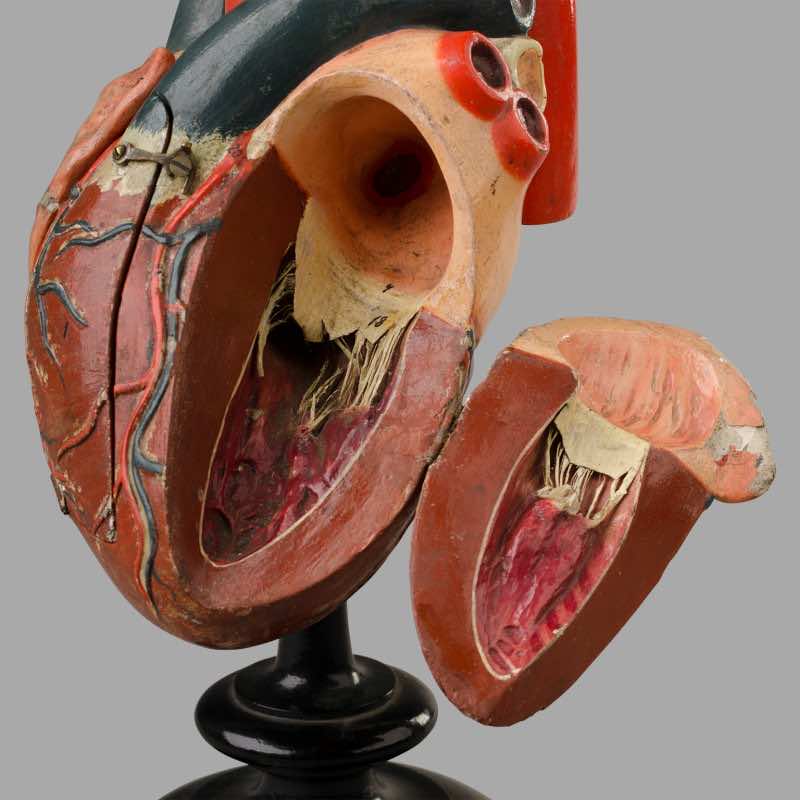 Modèle antominique du coeur humain, c. 1880 – Image 3