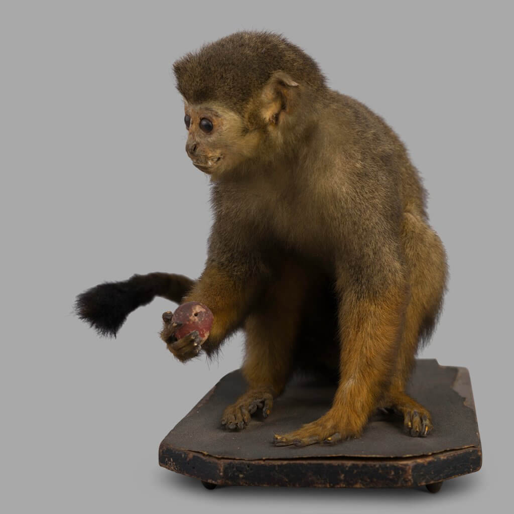 XIXth C. Little Stuffed Monkey, Museum Montage