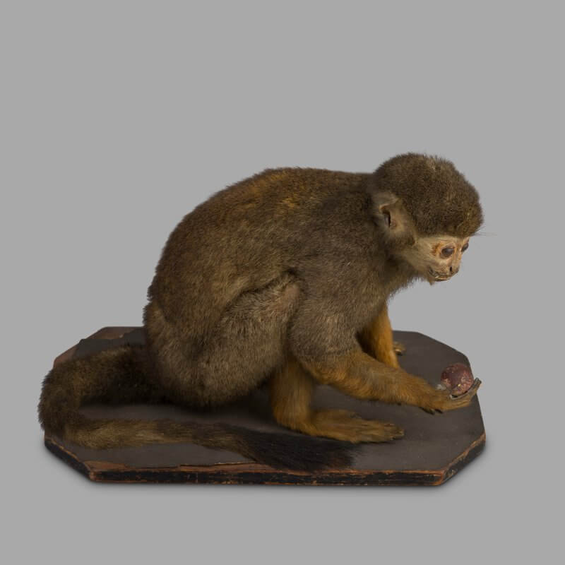 Petit singe naturalisé montage museum XIXe<br> – Image 3