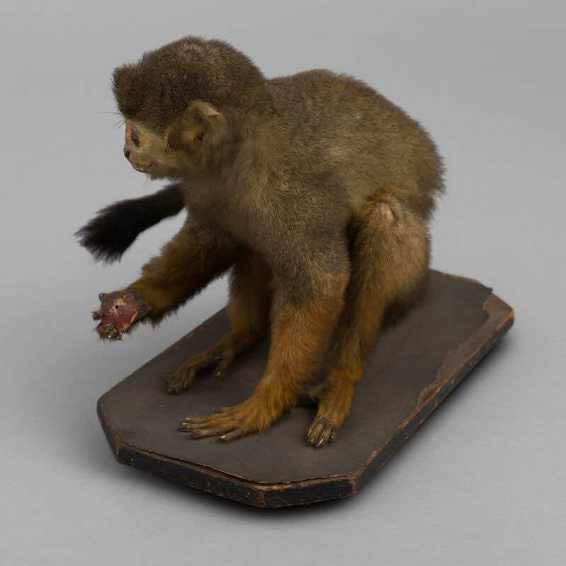 Petit singe naturalisé montage museum XIXe<br> – Image 4