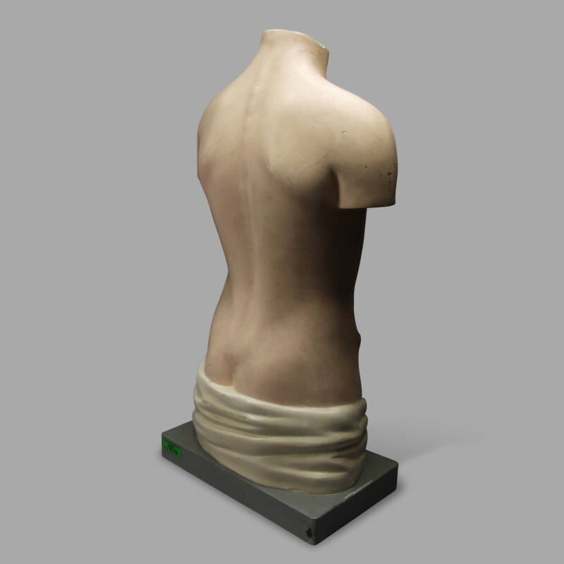 Anatomical Painted Plaster Model, Around 1930 - Image 4