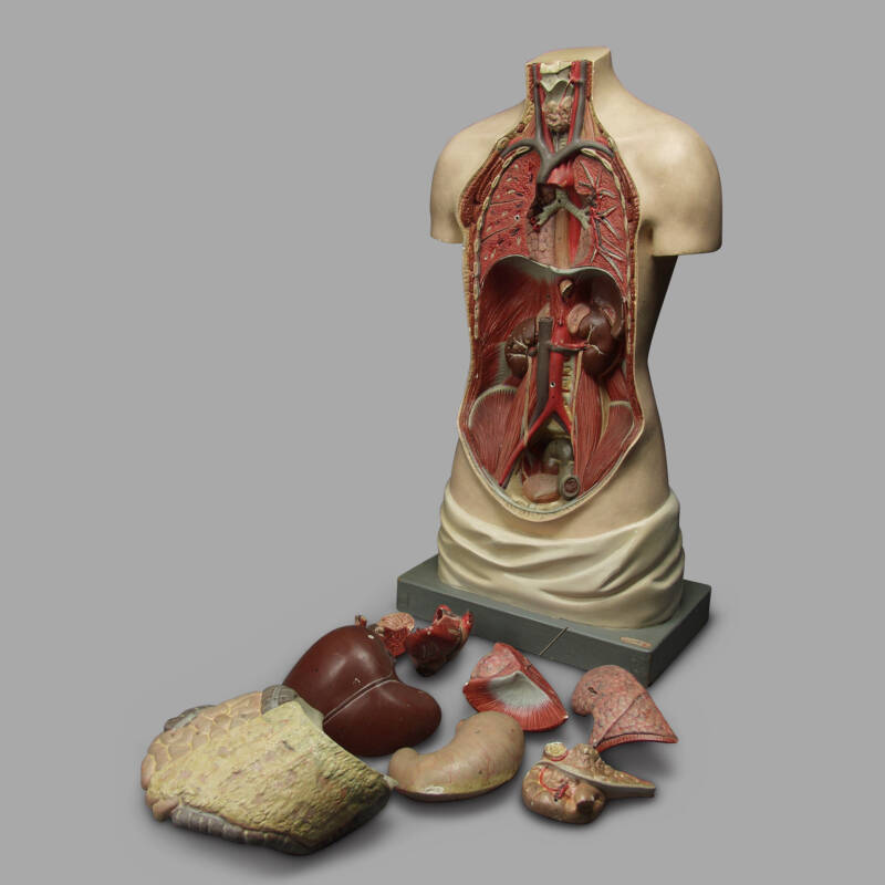 Anatomical Painted Plaster Model, Around 1930 - Image 2