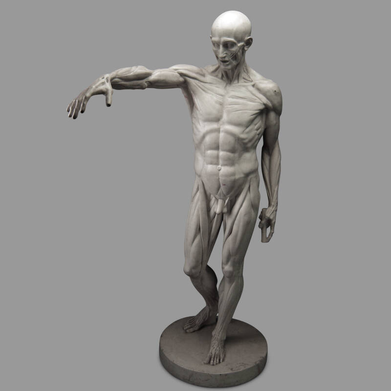 Houdon's Flayed Model (resin reproduction)