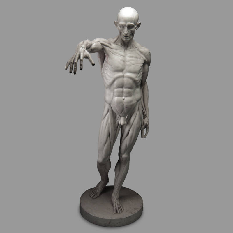 Houdon's Flayed Model (resin reproduction) - Image 2