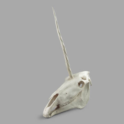 Unicorn Skull