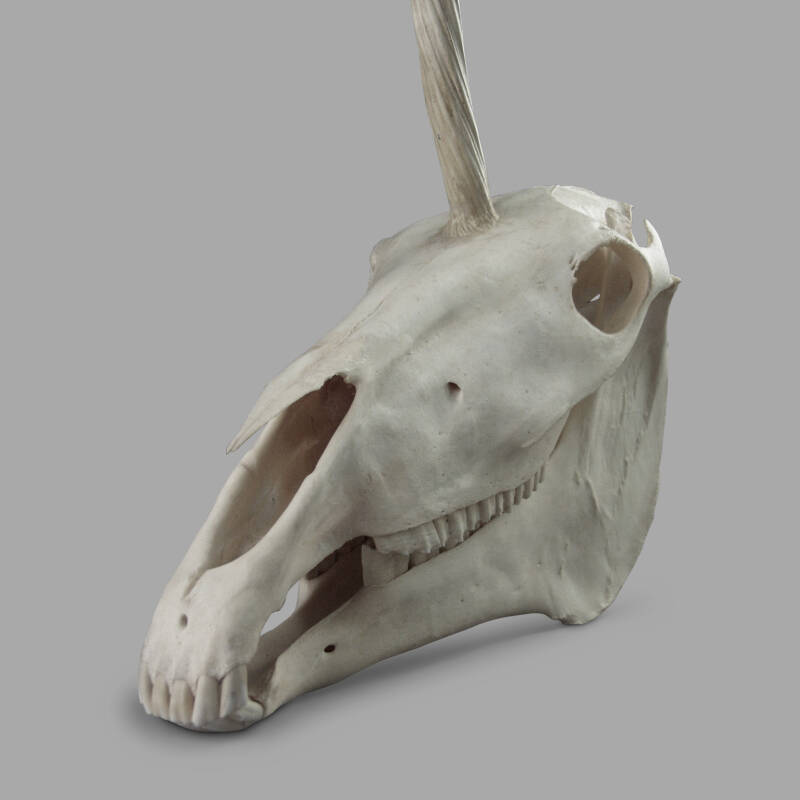 Unicorn Skull - Image 3