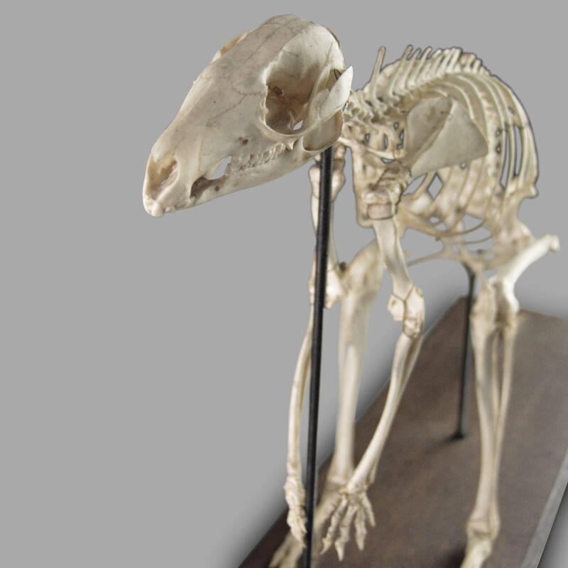 Wallaby Skeleton, Museum Montage - Image 2