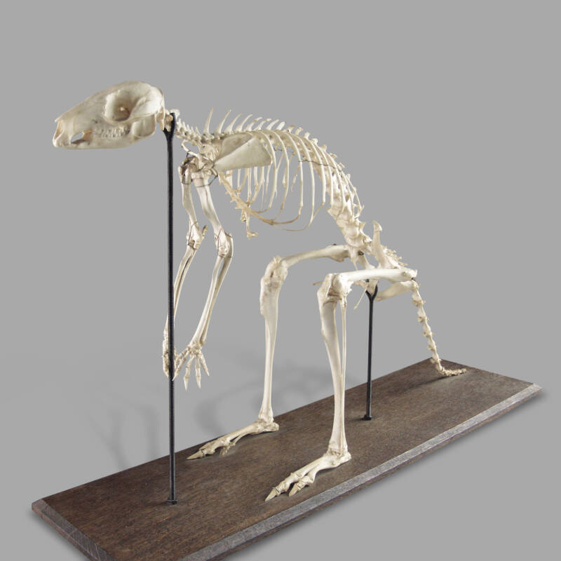 Wallaby Skeleton, Museum Montage - Image 3