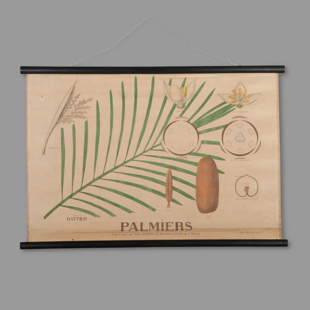 Educational Botany Chart, Maison Deyrolle, End of XIXth C.