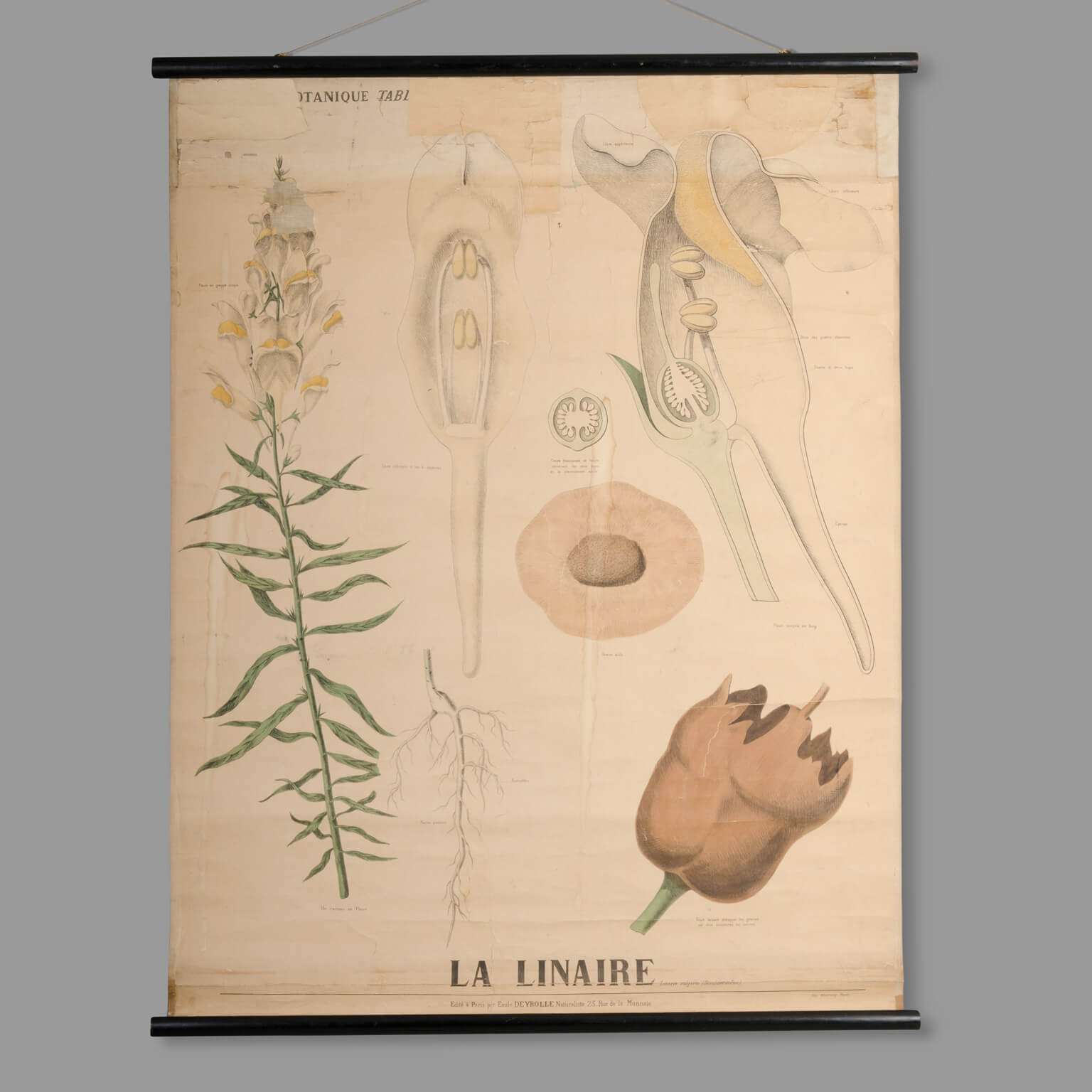 Planche didactique de botanique Maison Deyrolle, fin XIXe