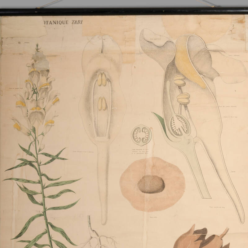 Educational Botany Chart, Maison Deyrolle, End of XIXth C. - Image 4