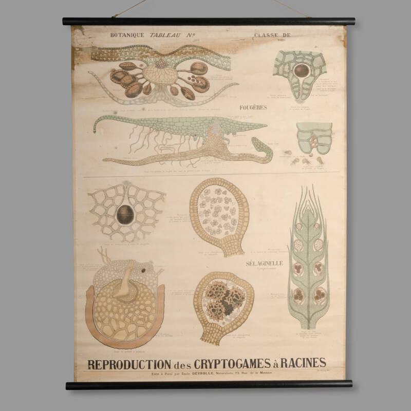 Educational Botany Chart, Maison Deyrolle, End of XIXth C.