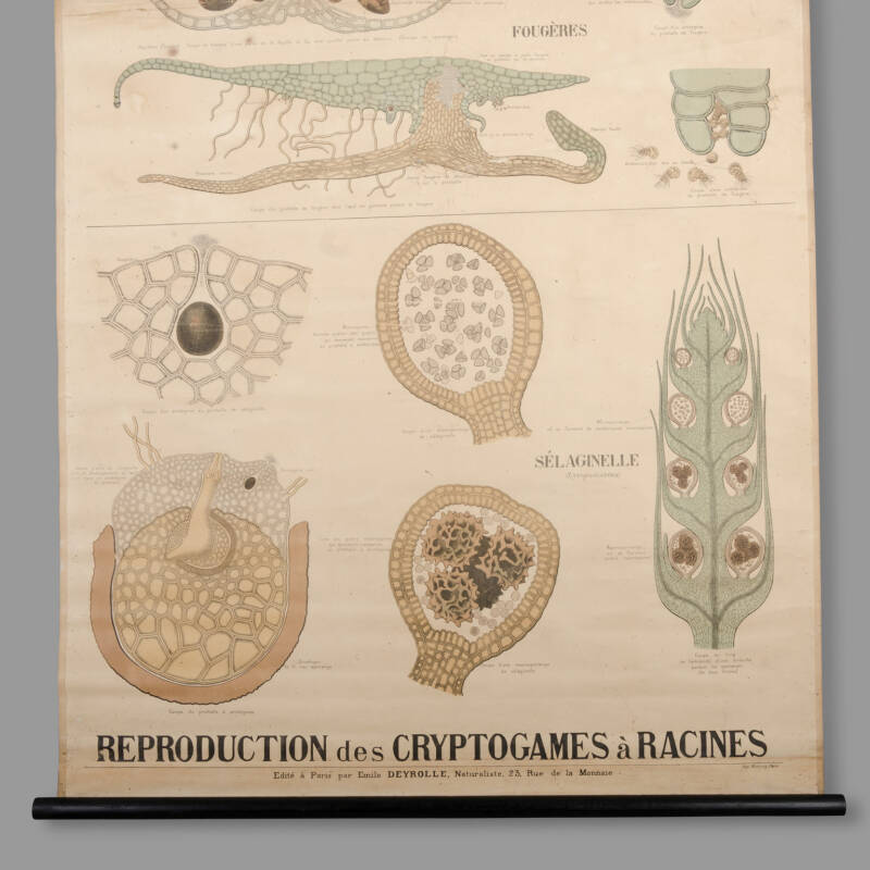 Educational Botany Chart, Maison Deyrolle, End of XIXth C. - Image 2