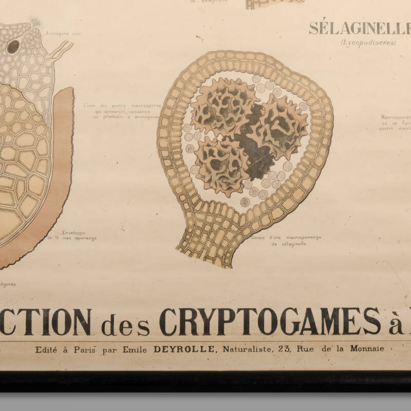 Educational Botany Chart, Maison Deyrolle, End of XIXth C. - Image 6