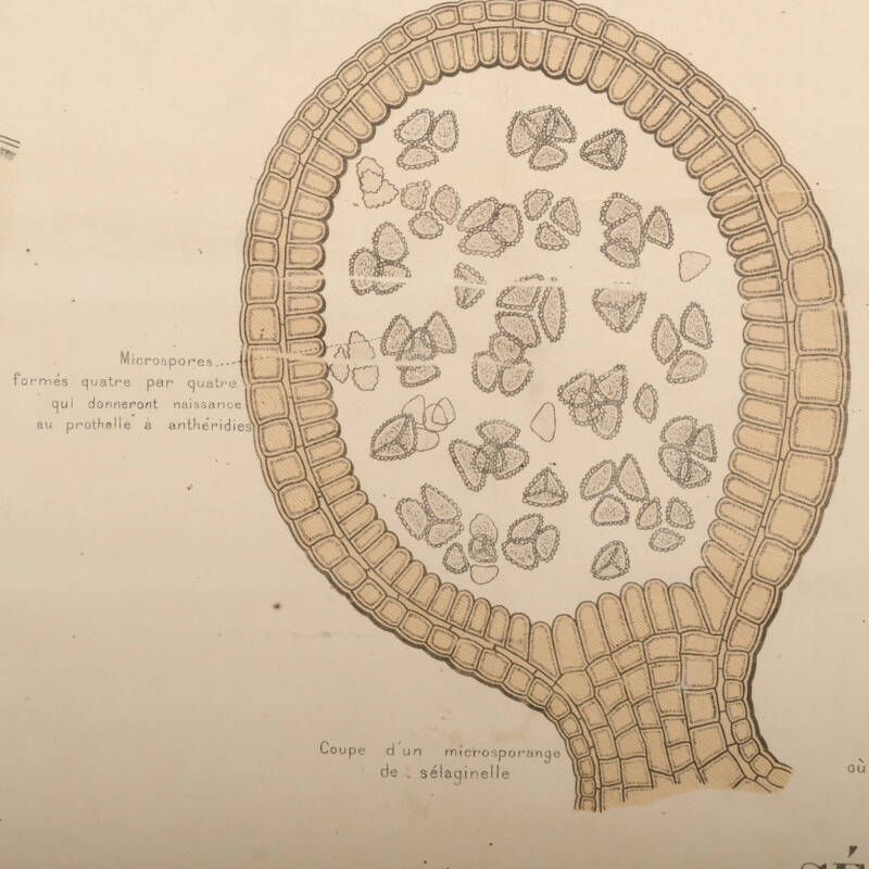 Educational Botany Chart, Maison Deyrolle, End of XIXth C. - Image 5