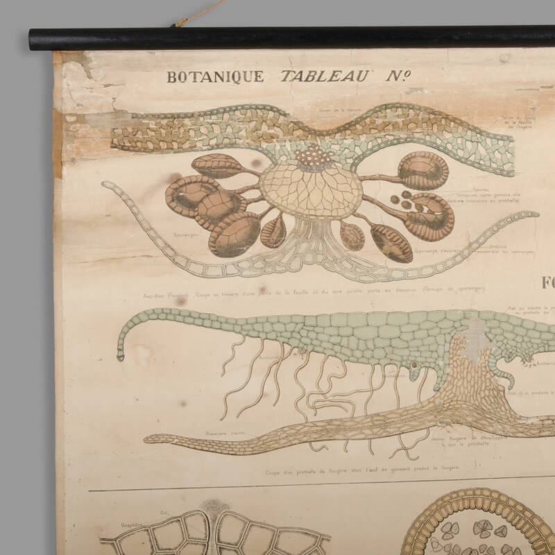 Educational Botany Chart, Maison Deyrolle, End of XIXth C. - Image 3