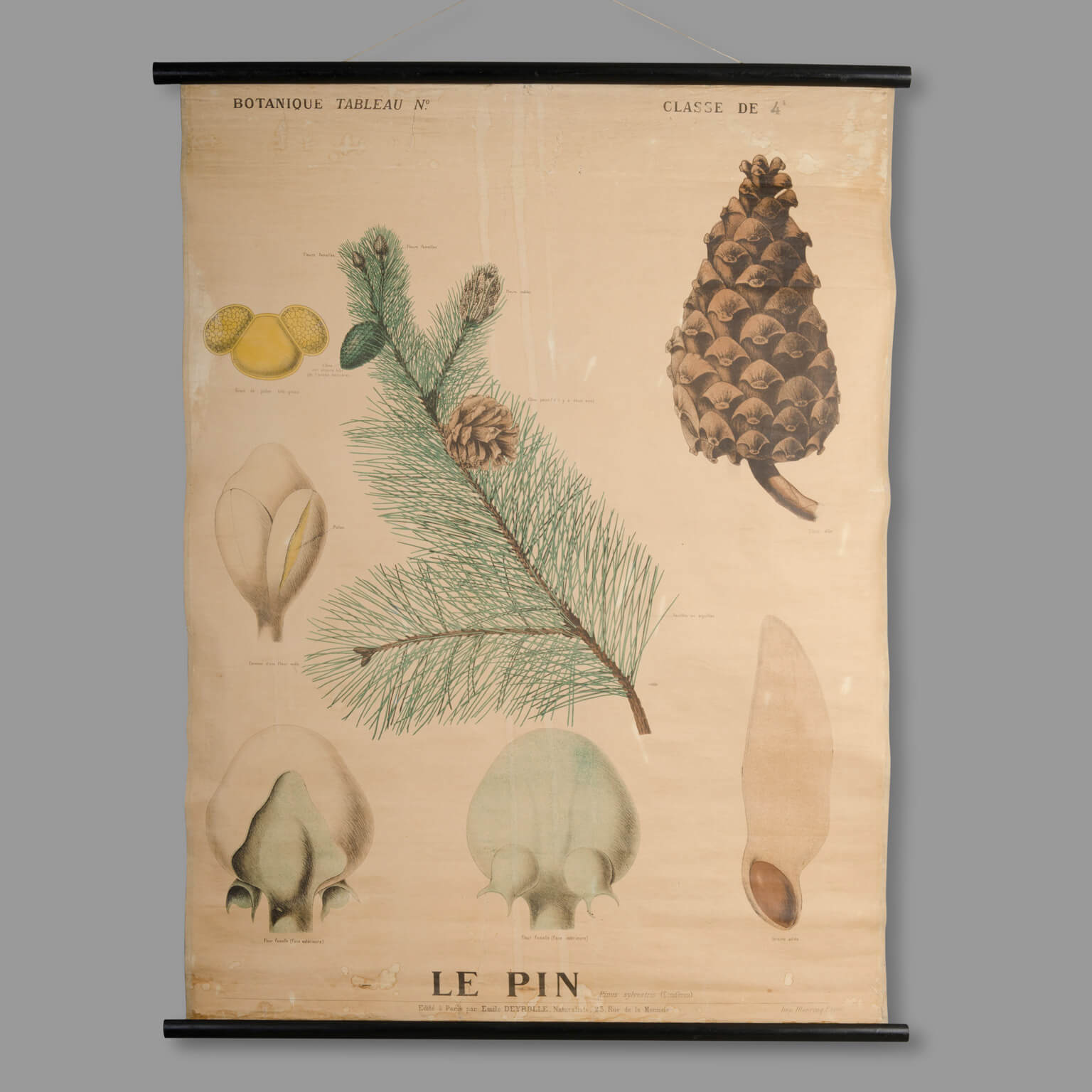 Planche didactique de botanique Maison Deyrolle, fin XIXe