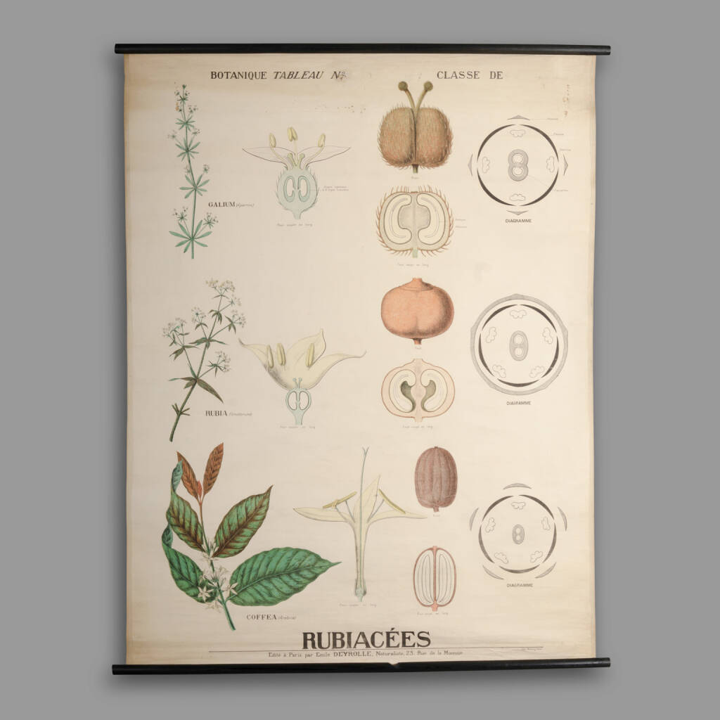 Educational Botany Chart, Maison Deyrolle, End of XIXth C.