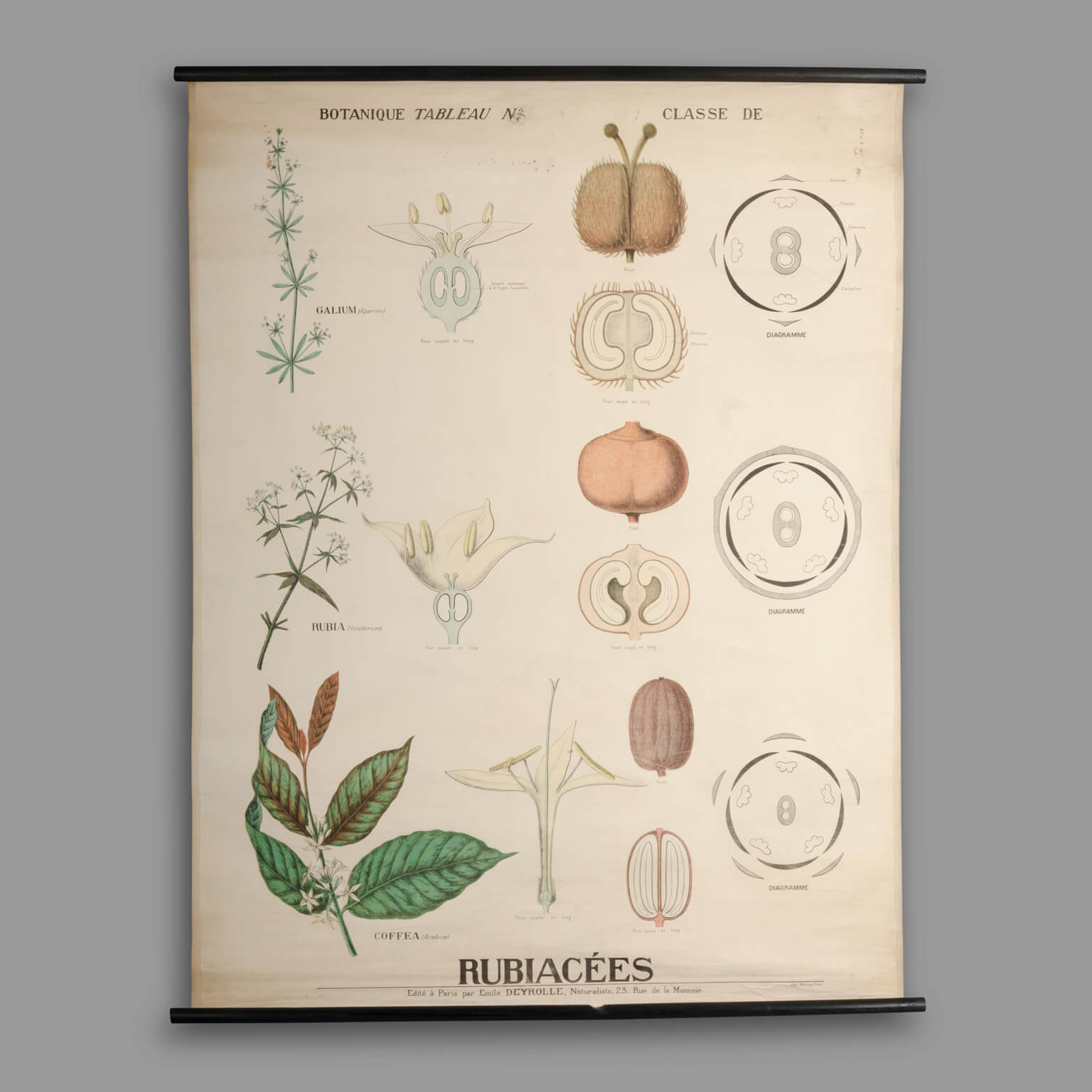 Planche didactique de botanique Maison Deyrolle, fin XIXe