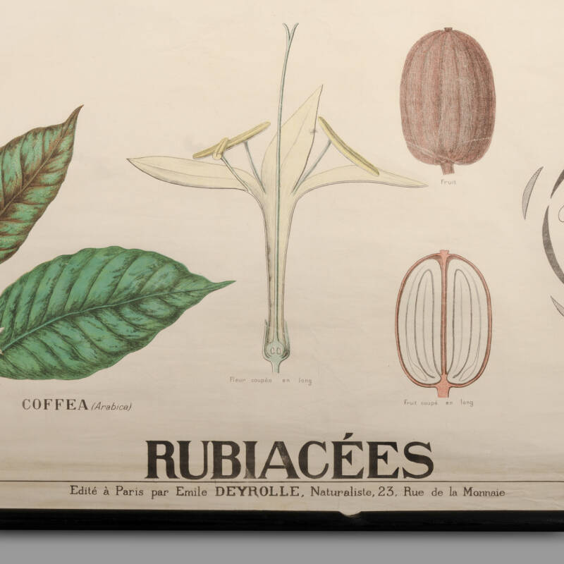 Educational Botany Chart, Maison Deyrolle, End of XIXth C. - Image 2