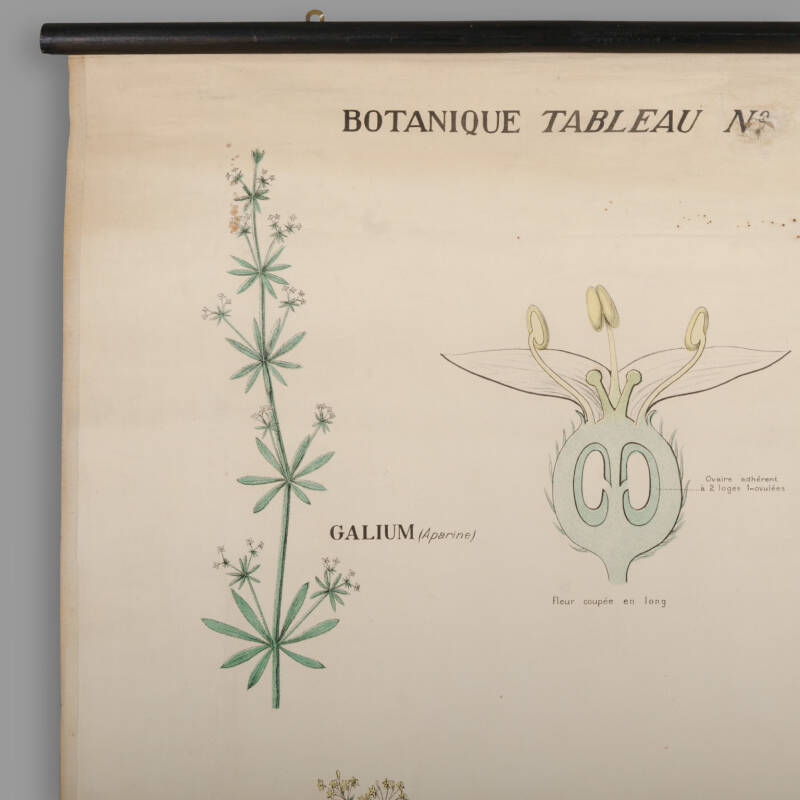 Educational Botany Chart, Maison Deyrolle, End of XIXth C. - Image 4