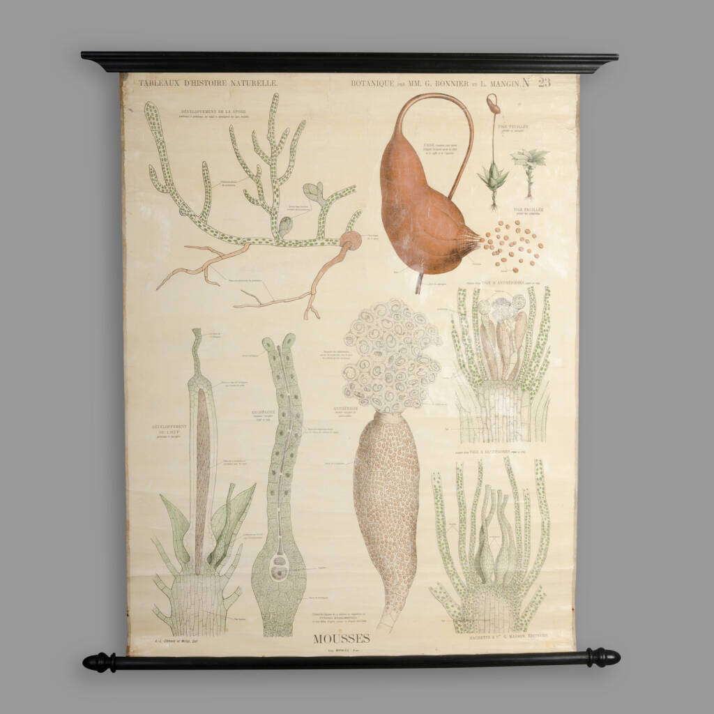 Educational Botany Chart, Bonnier & Mangin, End of XIXth C.
